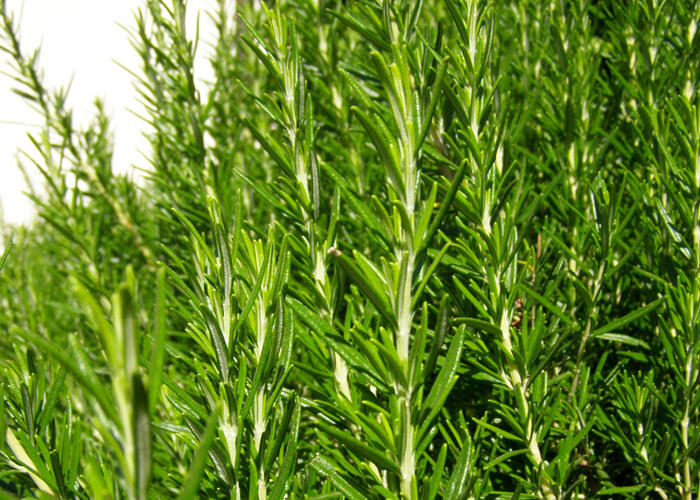 Rozmarýn lékařský 'Maresme' - Rosmarinus officinalis 'Maresme'