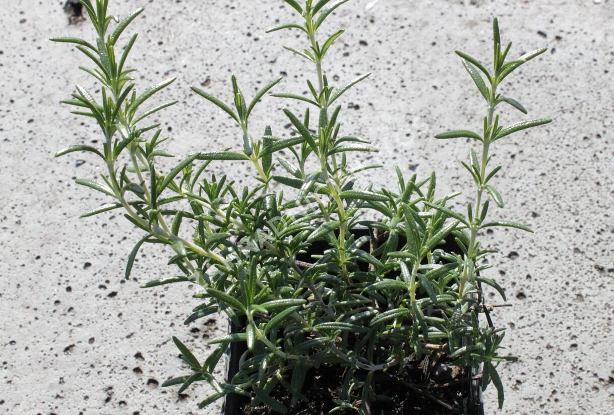 Rozmarýn převislý 'Riviera' - Rosmarinus officinalis 'Riviera'