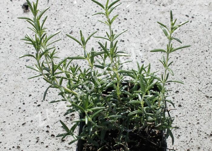 Rozmarýn lékařský 'Riviera' - Rosmarinus officinalis 'Riviera'