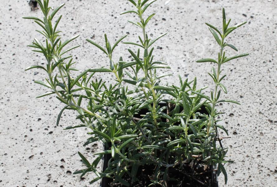 Rozmarýn převislý 'Riviera' - Rosmarinus officinalis 'Riviera'