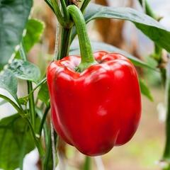 Paprika k rychlení 'Paradise' F1 - Capsicum annuum 'Paradise' F1