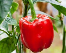 Paprika k rychlení 'Paradise' F1