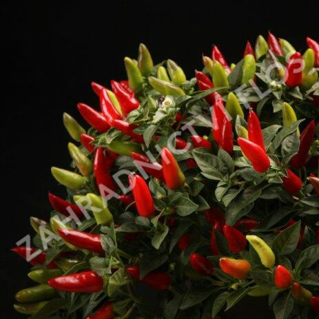 Paprika chilli 'Figura' - Capsicum annuum 'Figura'
