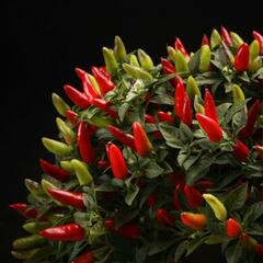 Paprika chilli 'Figura' - Capsicum annuum 'Figura'