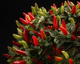 Paprika chilli okrasná 'Figura'
