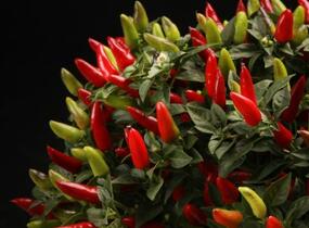 Paprika chilli okrasná 'Figura' - Capsicum annuum 'Figura'
