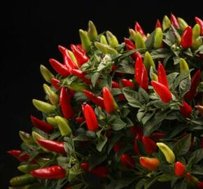 Paprika chilli 'Figura' - Capsicum annuum 'Figura'