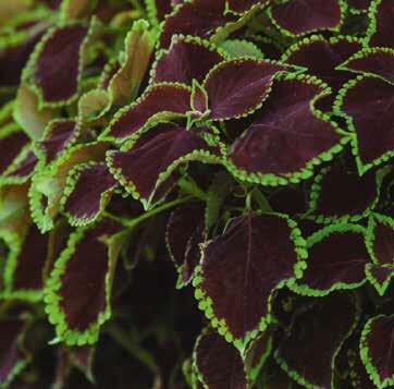 Pochvatec, Pokojová kopřiva 'Solento Mint' - Coleus blumei 'Solento Mint'