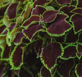 Pochvatec, Pokojová kopřiva 'Solento Mint' - Coleus blumei 'Solento Mint'