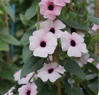 Smatavka, thunbergie křídlatá 'Arizona Pink Beauty' - Thunbergia alata 'Arizona Pink Beauty'