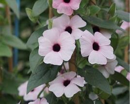 Smatavka, thunbergie křídlatá 'Arizona Pink Beauty'