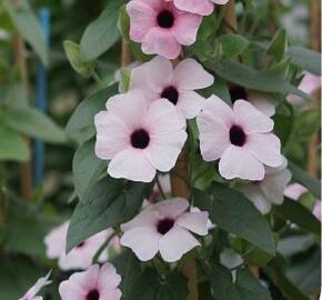 Smatavka, thunbergie křídlatá 'Arizona Pink Beauty' - Thunbergia alata 'Arizona Pink Beauty'