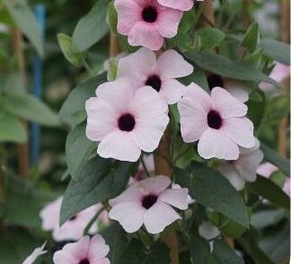 Smatavka, thunbergie křídlatá 'Arizona Pink Beauty'