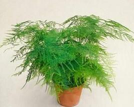 Asparágus 'Plumosus nanus'