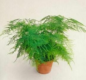 Asparágus 'Plumosus nanus' - Asparagus setaceus 'Plumosus nanus'