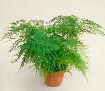 Asparágus 'Plumosus nanus'