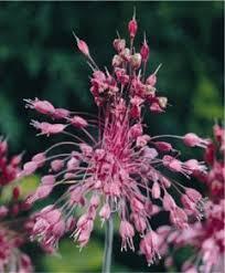 Česnek - Allium pulchellum