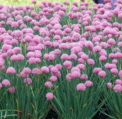 Pažitka pobřežní 'Rising Star' - Allium schoenoprasum 'Rising Star'