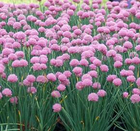 Pažitka pobřežní 'Rising Star' - Allium schoenoprasum 'Rising Star'