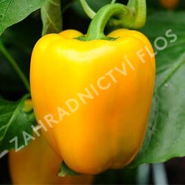 Paprika k rychlení 'Garnet' F1 - Capsicum annuum 'Garnet' F1