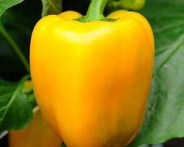 Paprika k rychlení 'Garnet' F1
