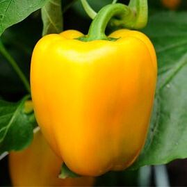 Paprika k rychlení 'Garnet' F1