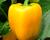 Paprika k rychlení 'Garnet' F1