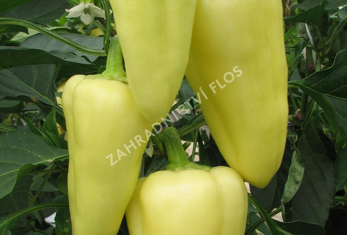 Paprika polní 'Monanta' - Capsicum annuum 'Monanta'