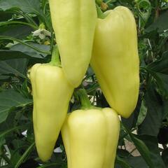 Paprika polní 'Monanta' - Capsicum annuum 'Monanta'