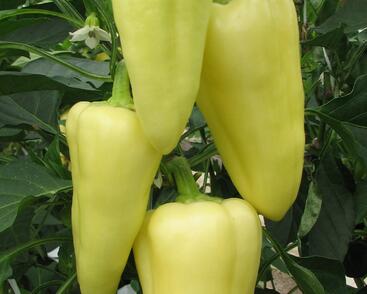 Paprika polní 'Monanta'