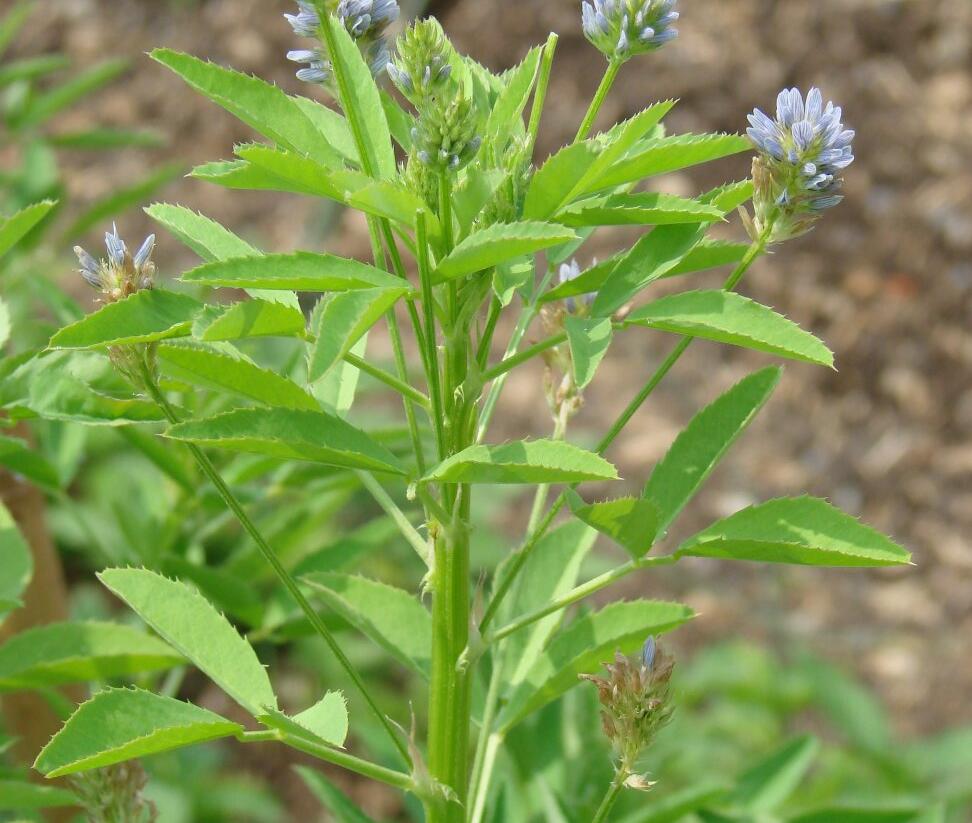Pískavice modrá - Trigonella caerulea
