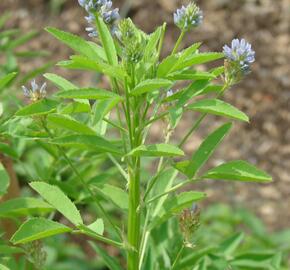 Pískavice modrá - Trigonella caerulea