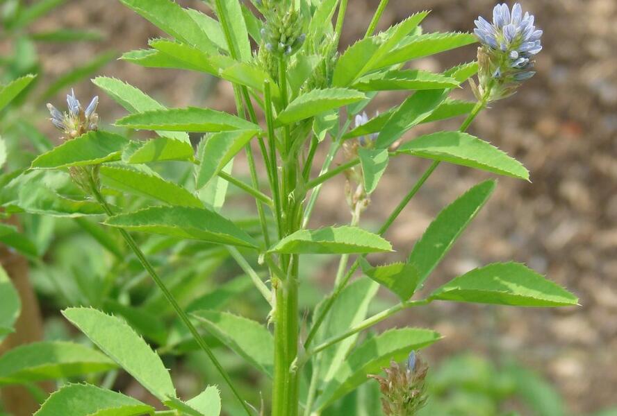 Pískavice modrá - Trigonella caerulea