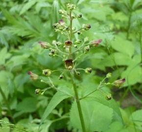 Krtičník hliznatý - Scrophularia nodosa