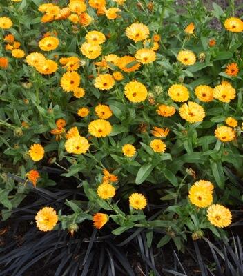 Měsíček lékařský 'Chinita Amber Arctic' - Calendula officinalis 'Chinita Amber Arctic'