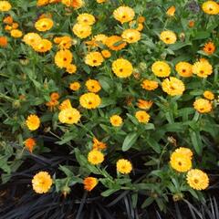 Měsíček lékařský 'Chinita Amber Arctic' - Calendula officinalis 'Chinita Amber Arctic'