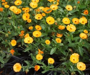 Měsíček lékařský 'Chinita Amber Arctic'