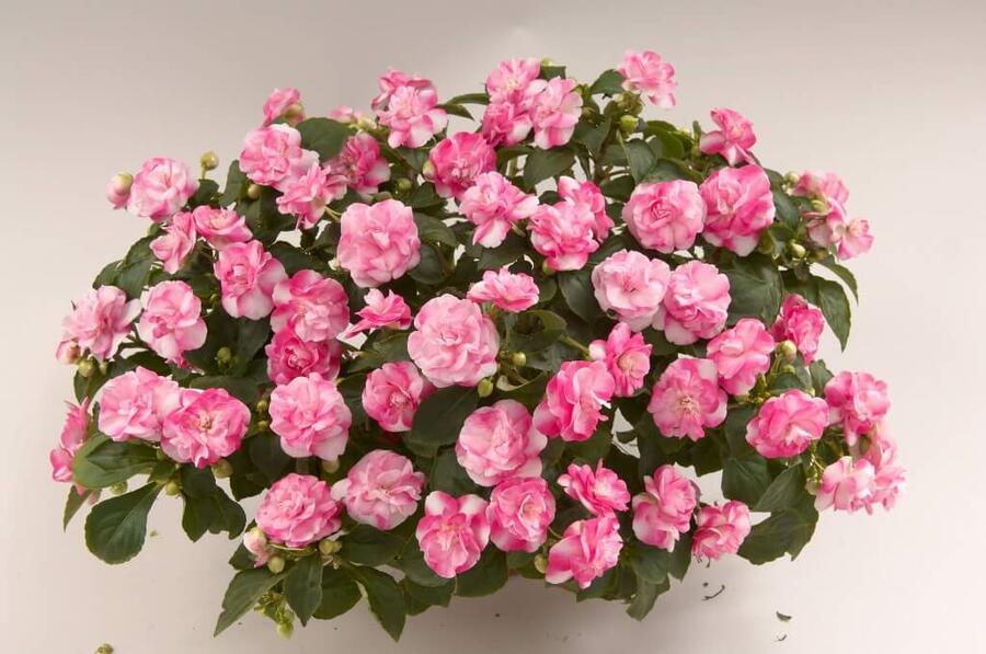 Netýkavka turecká 'Musica Bicolor Pink' - Impatiens walleriana 'Musica Bicolor Pink'