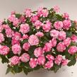 Netýkavka turecká 'Musica Bicolor Pink' - Impatiens walleriana 'Musica Bicolor Pink'