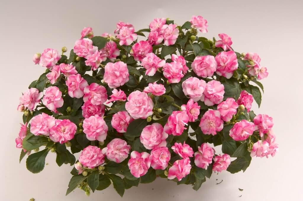 Netýkavka, balzamína turecká 'Musica Bicolor Pink' - Impatiens walleriana 'Musica Bicolor Pink'