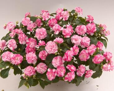 Netýkavka, balzamína turecká 'Musica Bicolor Pink'