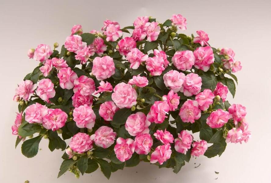 Netýkavka, balzamína turecká 'Musica Bicolor Pink' - Impatiens walleriana 'Musica Bicolor Pink'