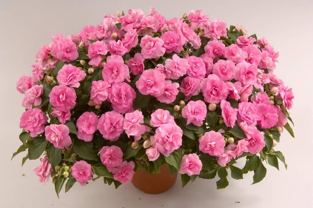 Netýkavka, balzamína turecká 'Musica Pink Aroma' - Impatiens walleriana 'Musica Pink Aroma'