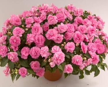 Netýkavka, balzamína turecká 'Musica Pink Aroma'