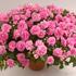 netykavka-turecka-musica-pink-aroma.jpg