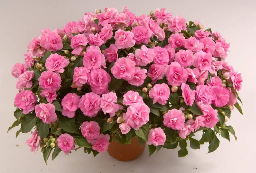 Netýkavka, balzamína turecká 'Musica Pink Aroma' - Impatiens walleriana 'Musica Pink Aroma'