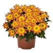 Dvouzubec 'Bidy Boom Fireside' - Bidens 'Bidy Boom Fireside'