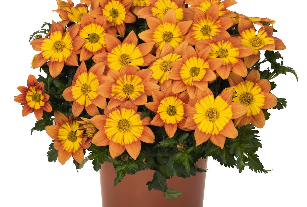 Dvouzubec 'Bidy Boom Fireside' - Bidens 'Bidy Boom Fireside'