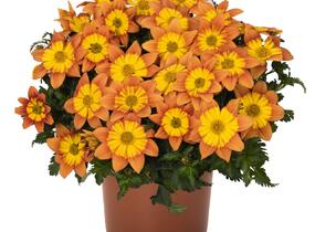 Dvouzubec 'Bidy Boom Fireside' - Bidens 'Bidy Boom Fireside'