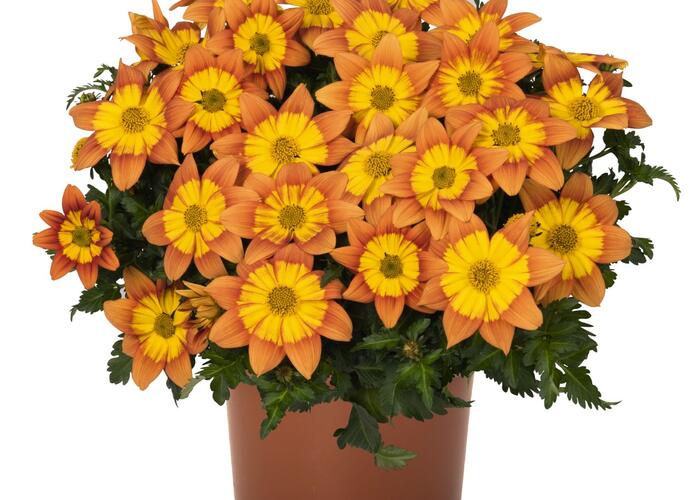 Dvouzubec 'Bidy Boom Fireside' - Bidens 'Bidy Boom Fireside'